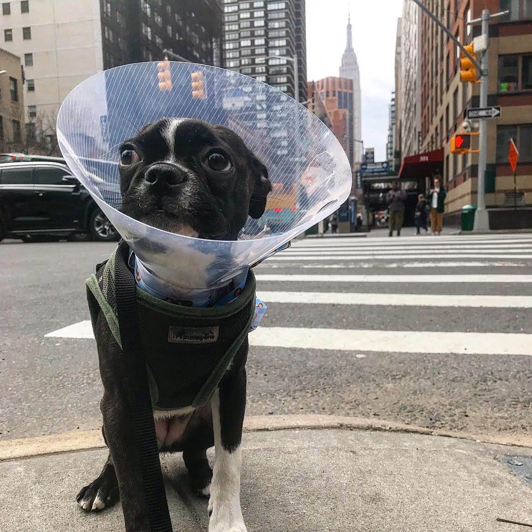 PetBuddy Services's Photo