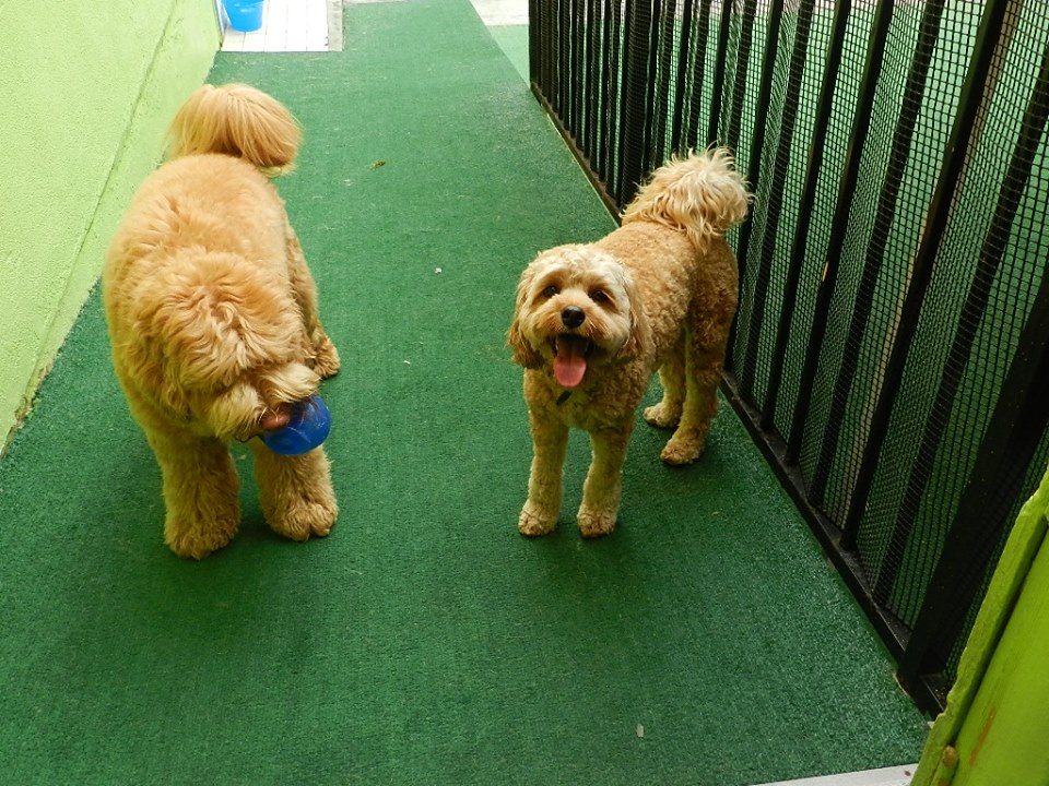 5 Stars Doggy Inn's Photo