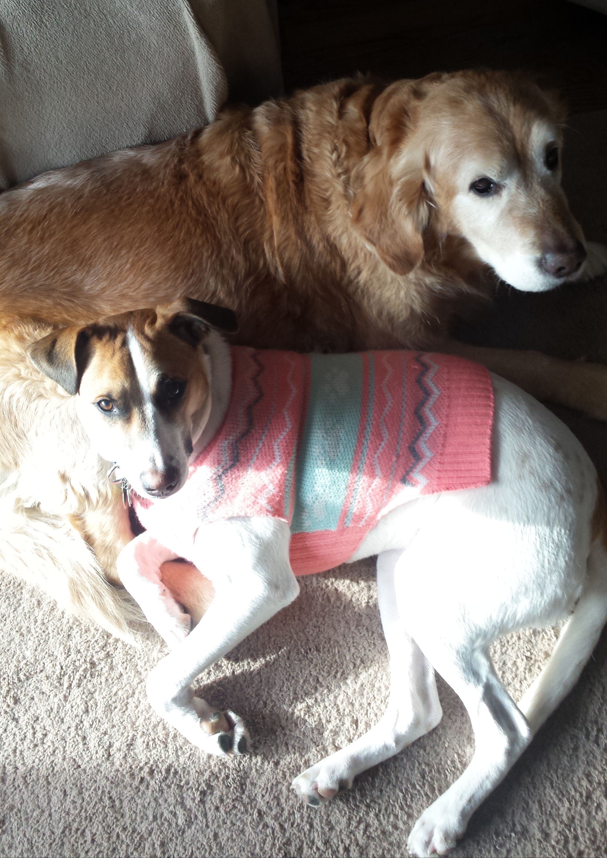 Wee Care Pet Sitting's Photo