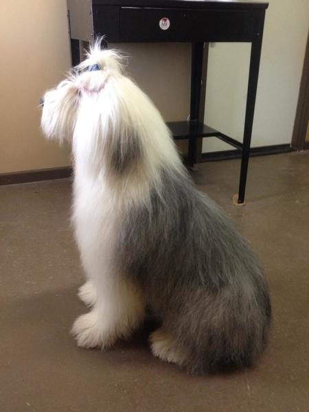 Dirty Dogs Pet Grooming and Boarding's Photo