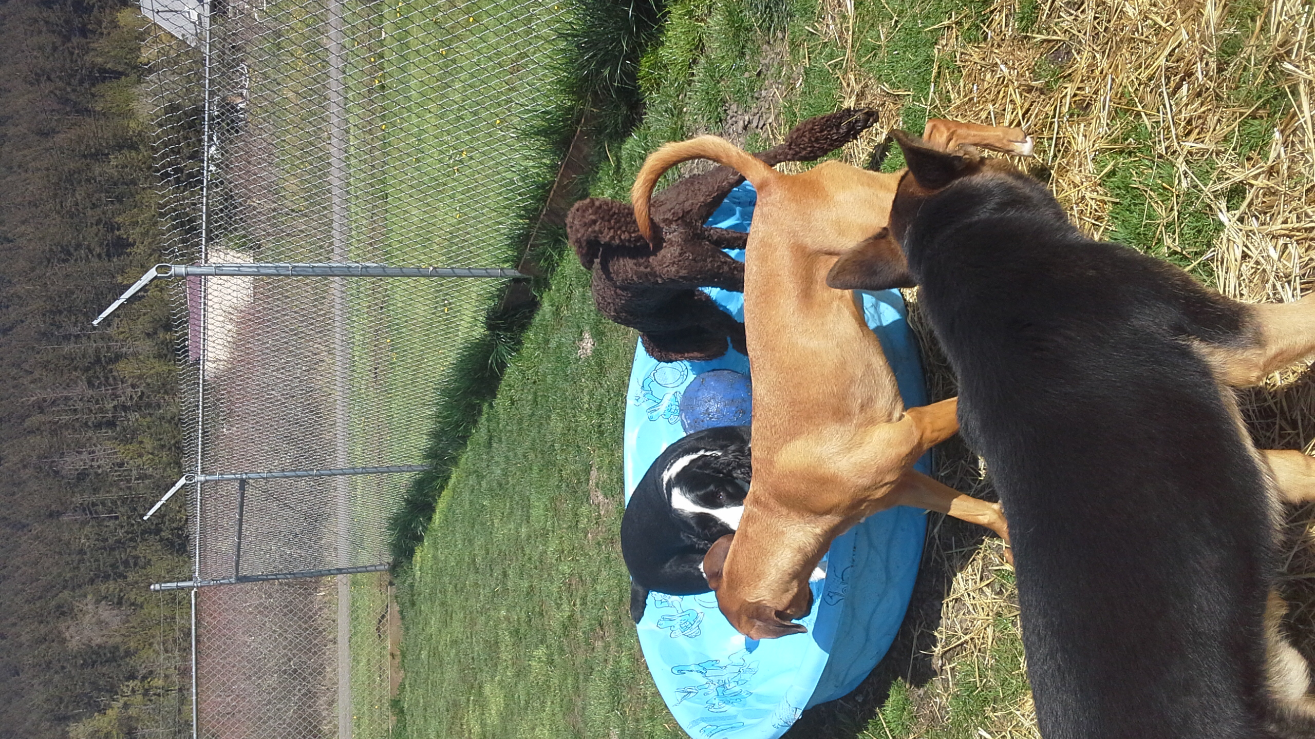 Country Paws Resort's Photo