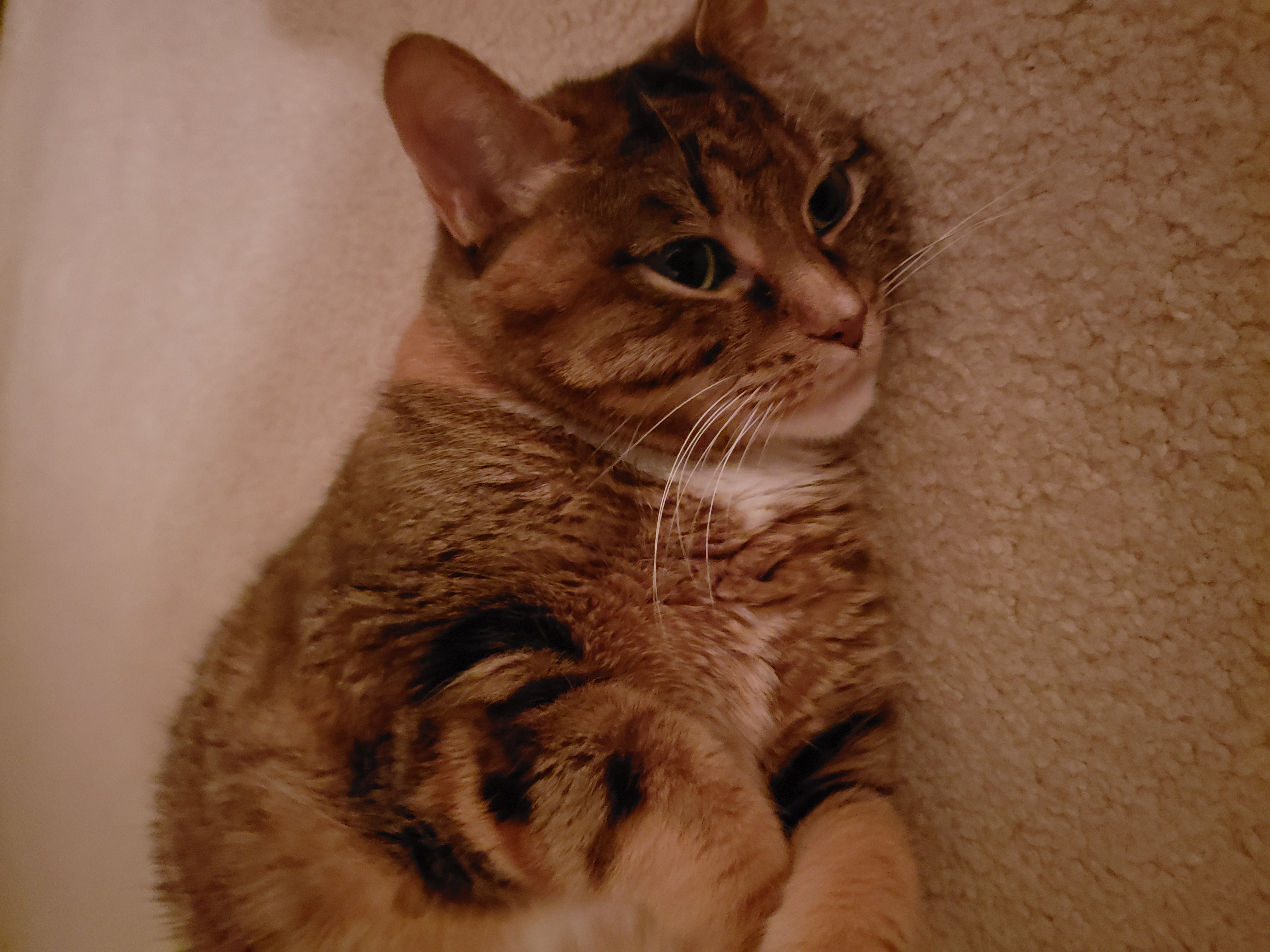 WagTime, LLC's Photo