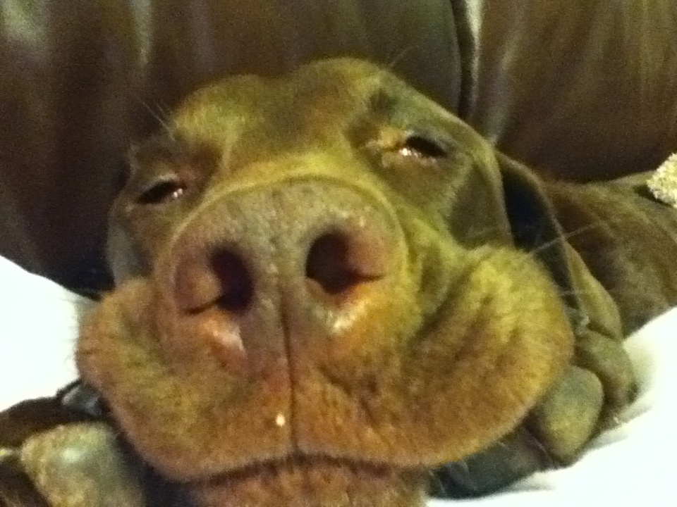 Heart to Heart Pet Care's Photo