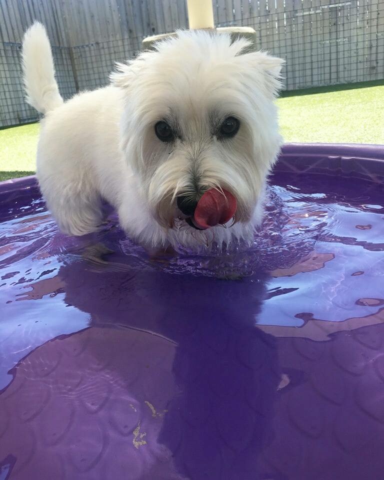 Bed & Biscuit's Photo