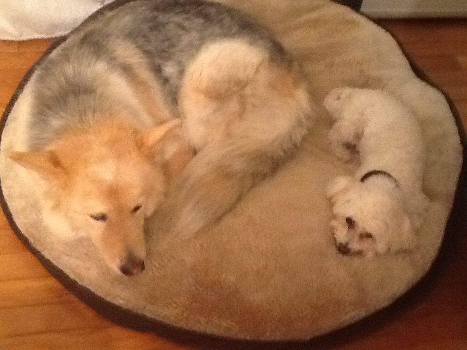 MY BEST FRIEND ~ PET CARE's Photo