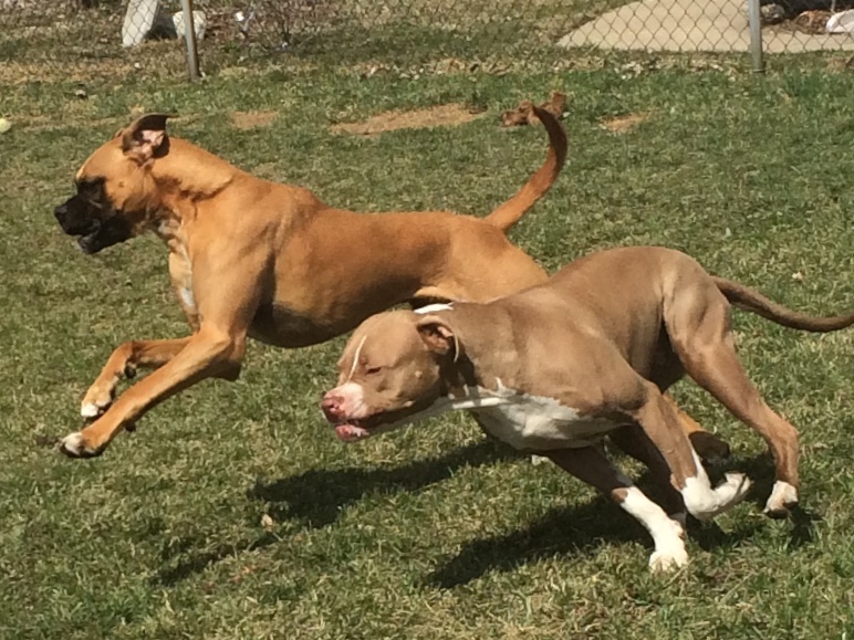 The Pet Parlor, Ltd.'s Photo