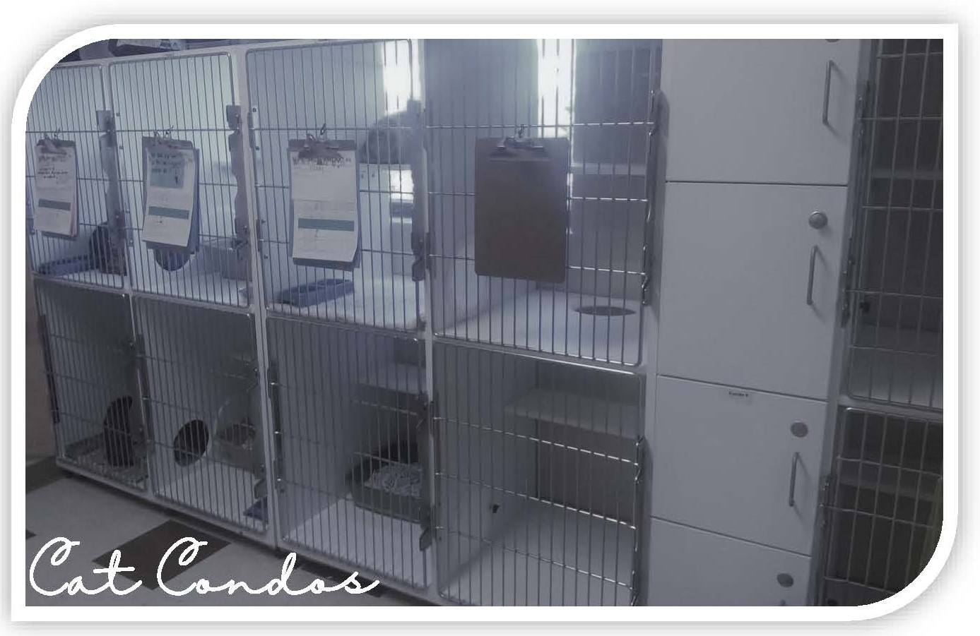 Seneca Animal Hospital's Photo