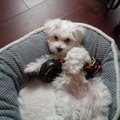 Golden Way Care, Inc.'s Photo