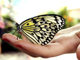 Butterfly Provider Care