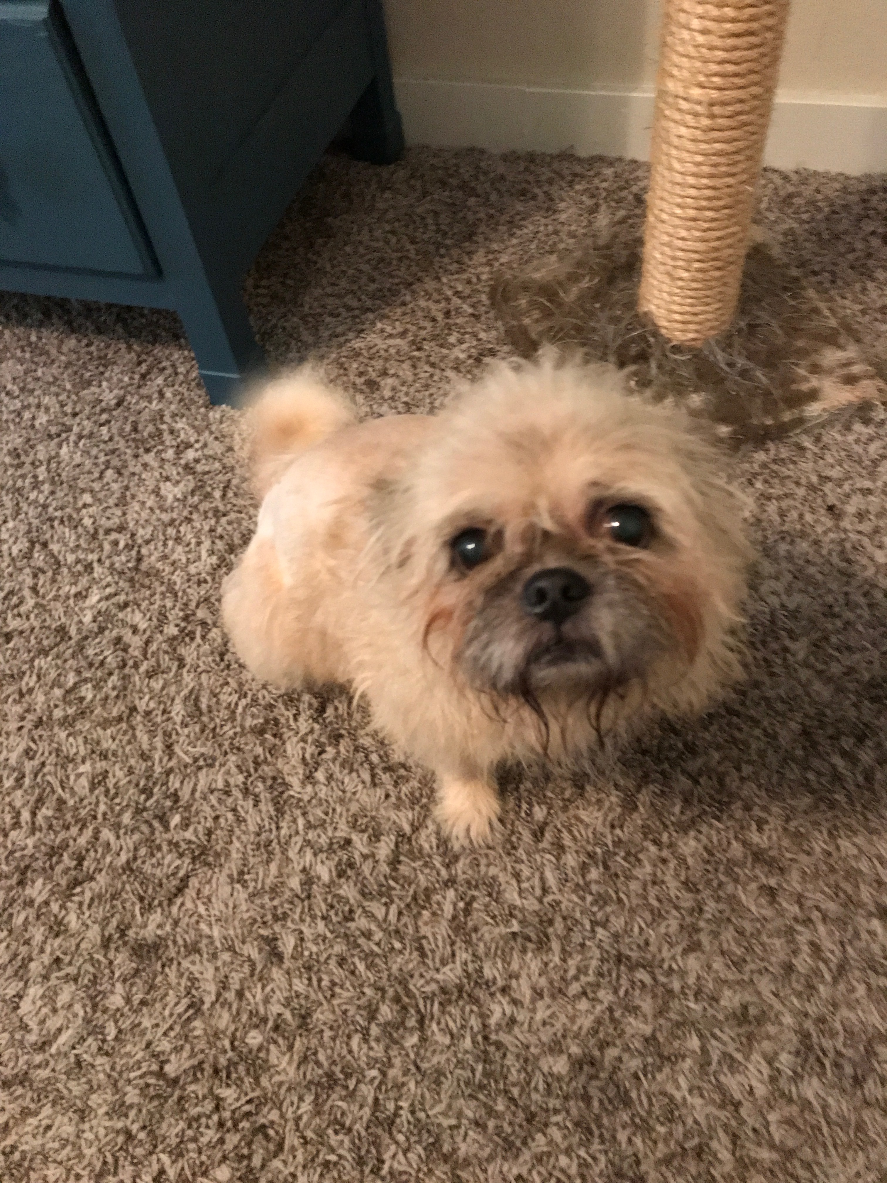 Austin's Howlin' Hounds Pet Services's Photo