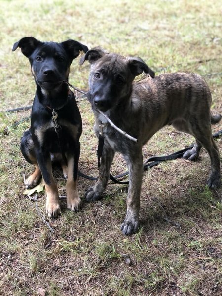 Freedom Pet Service LLC's Photo