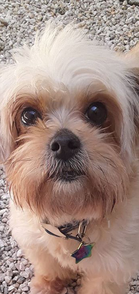 Dogs Golden Rule Miami "you Can Always Enjoy A Best Friend' Logo