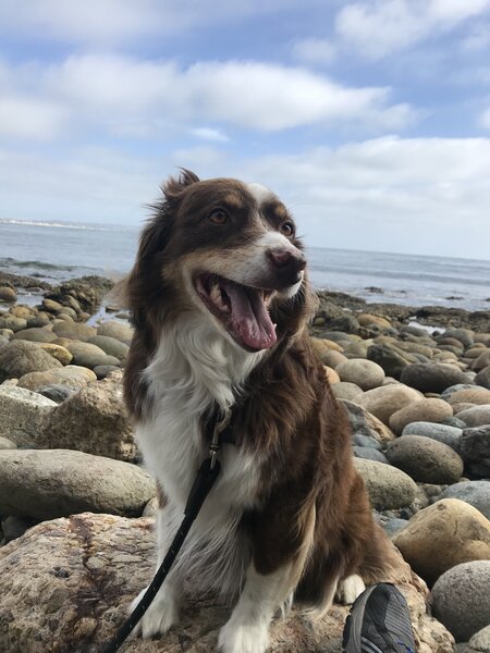 Aloha Dogg Daycare Adventures