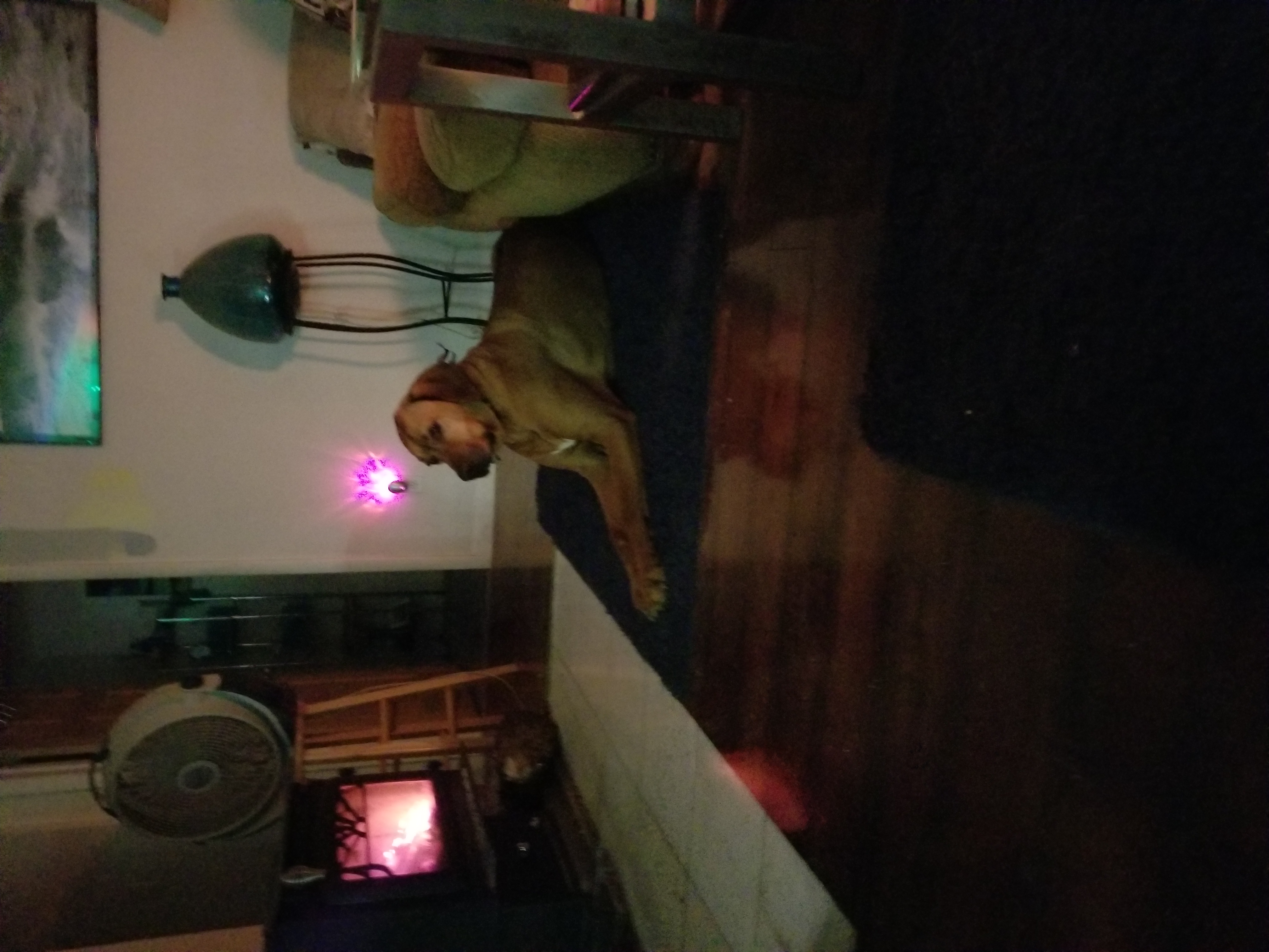 Good Dog Animal Care's Photo