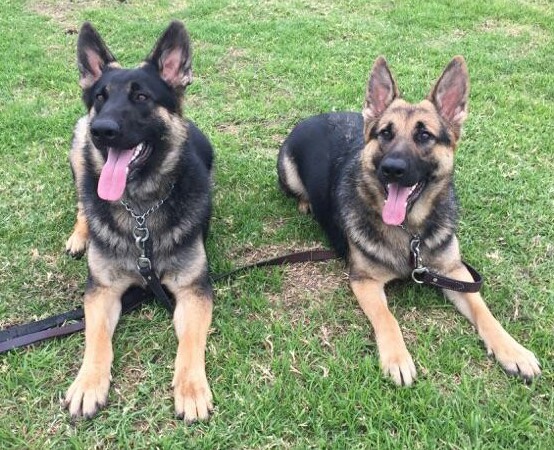 Von Falconer Canine Boarding & Training's Photo