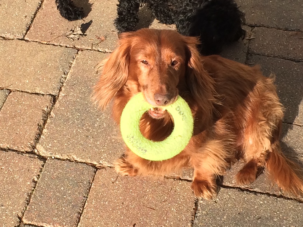 The Pet Parlor, Ltd.'s Photo