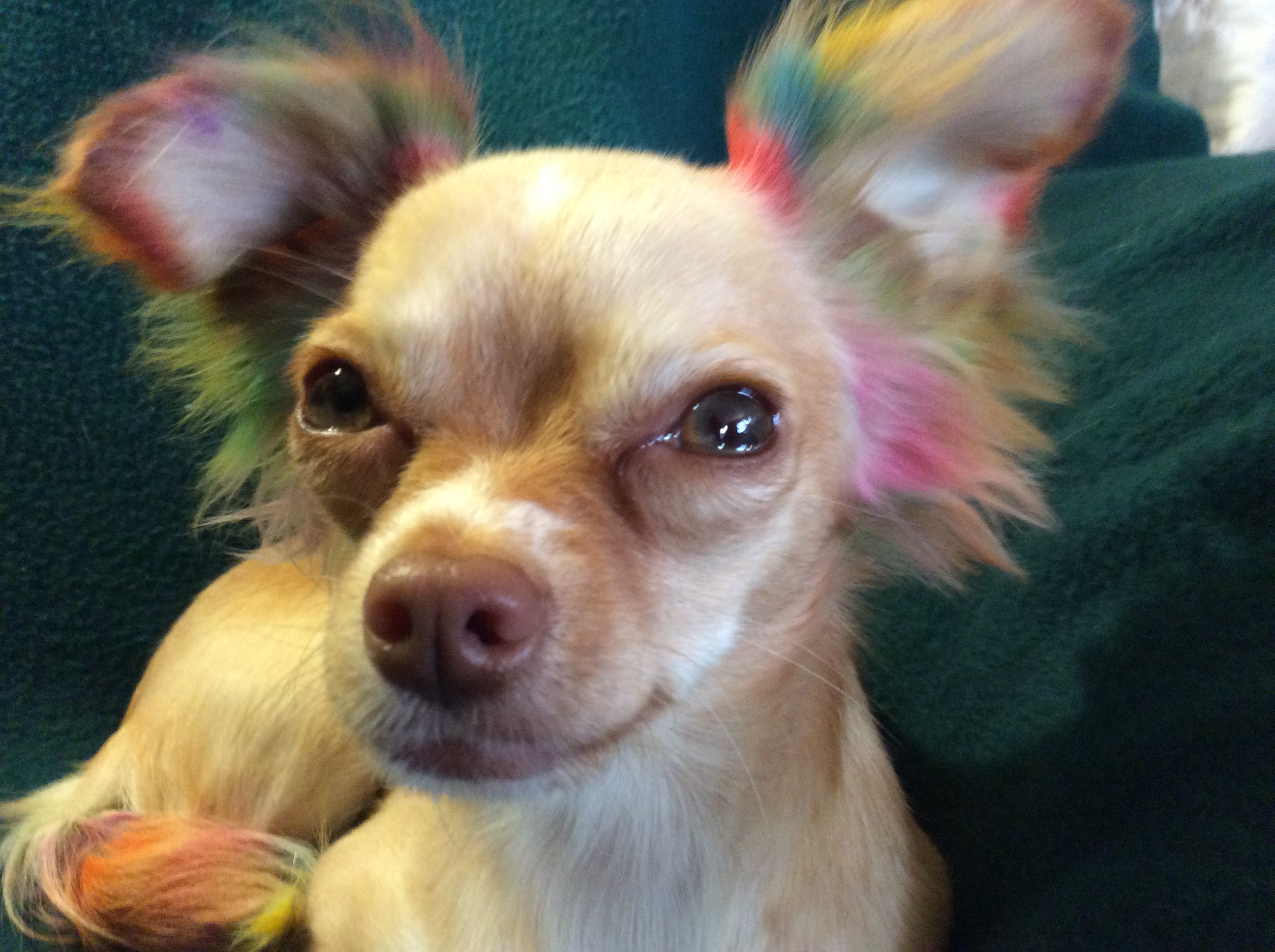 Dog Gone Chic Pet Grooming, llc's Photo