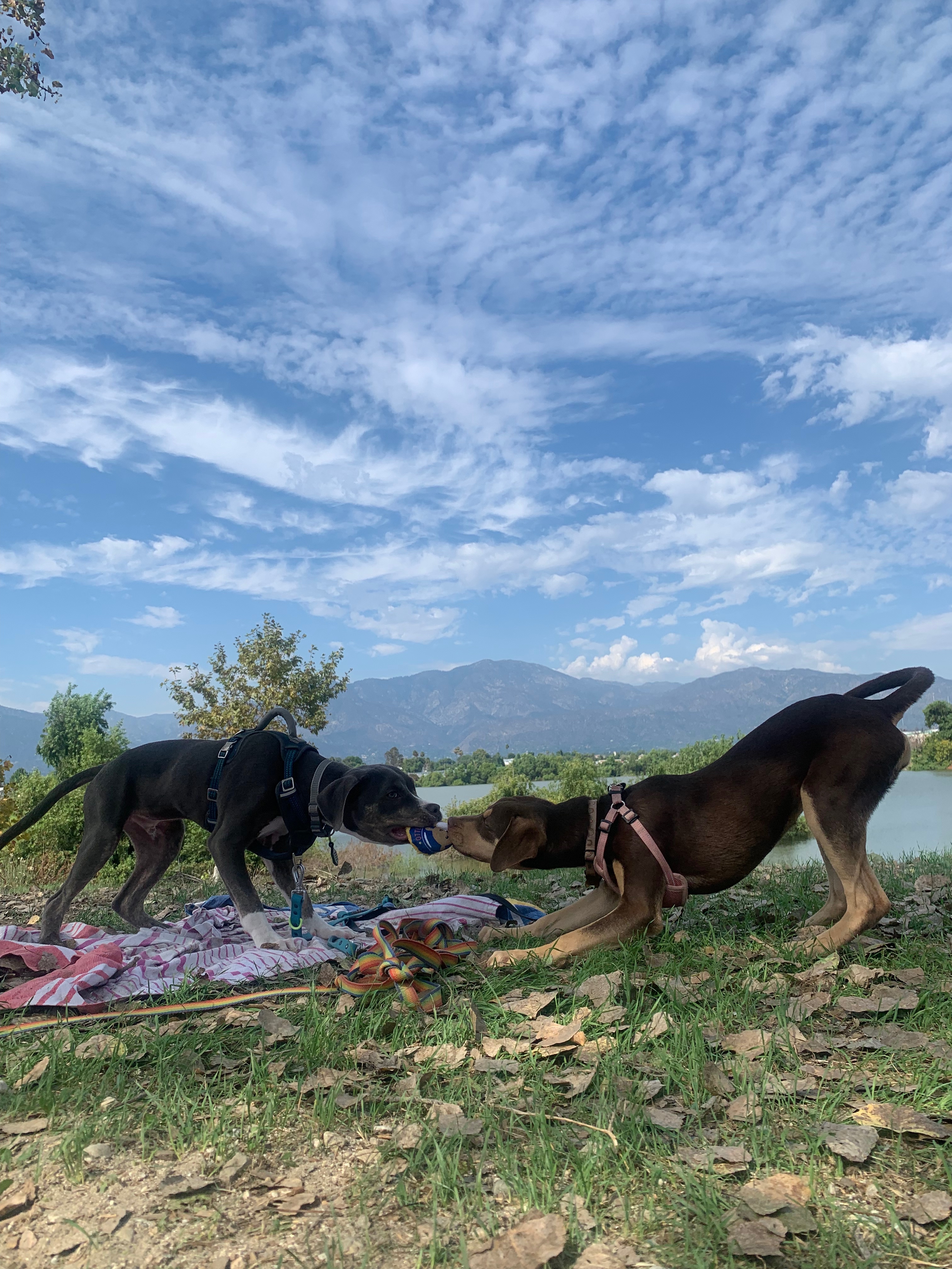 K's Canine Companions's Photo