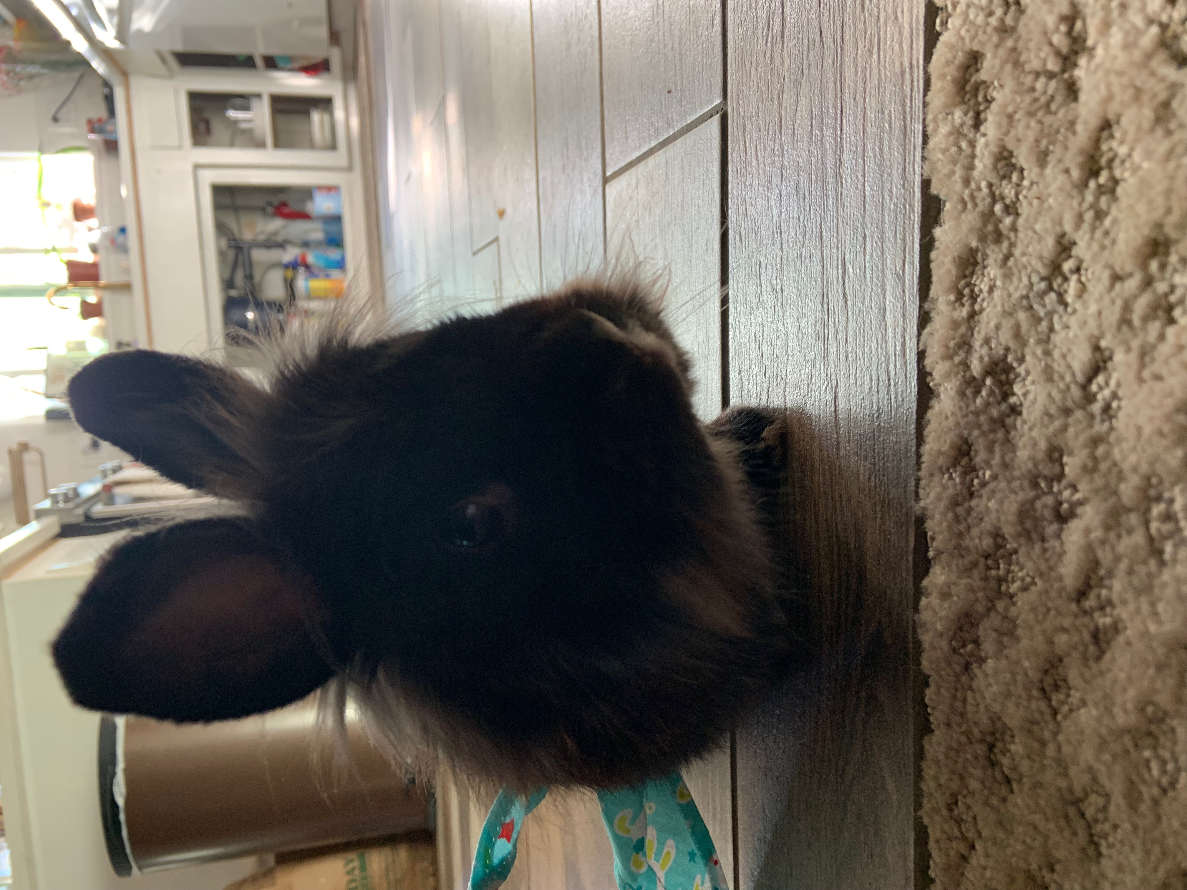 Comfy Creatures's Photo