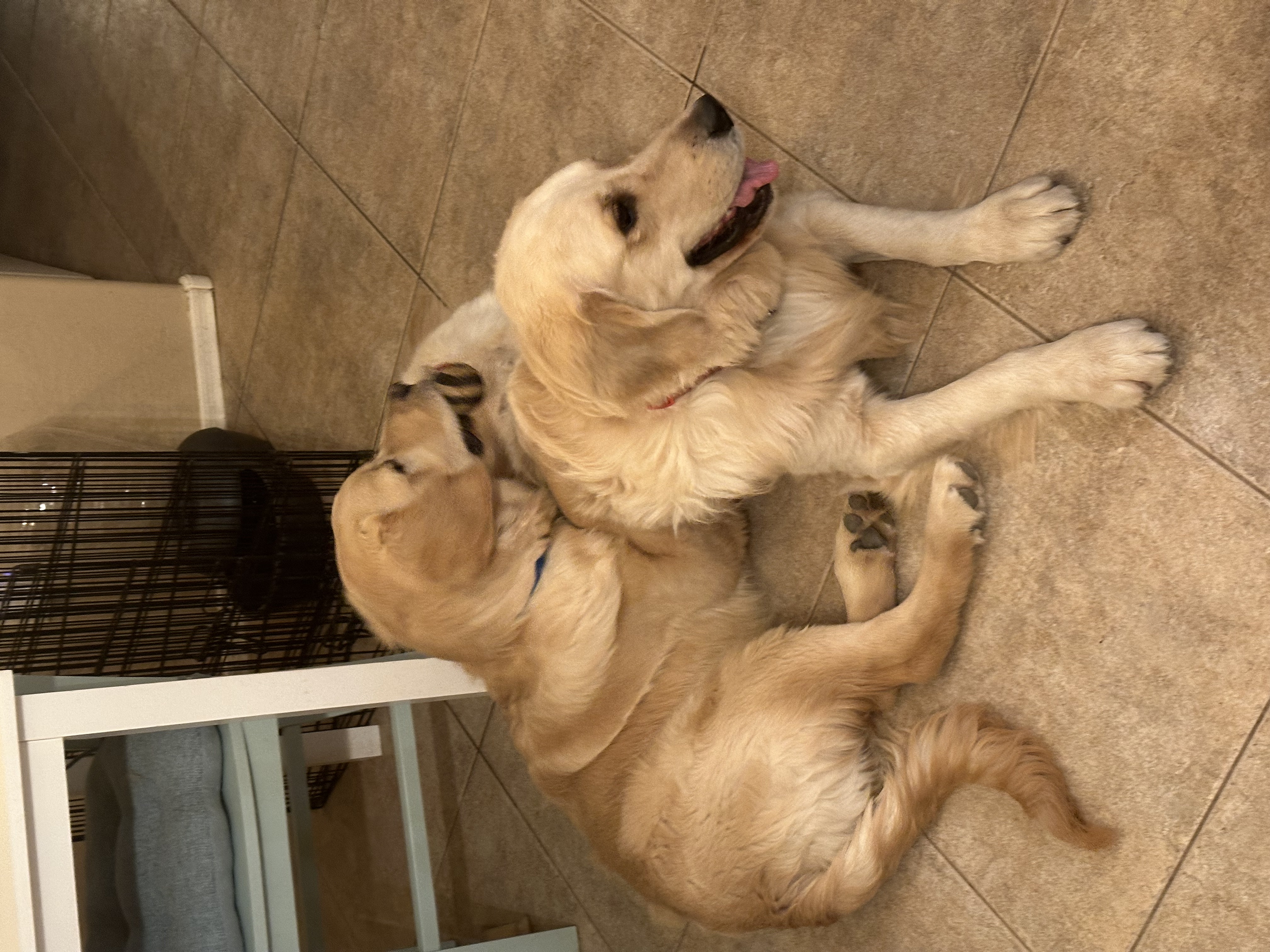 Trails and Tails Pet Sitting's Photo