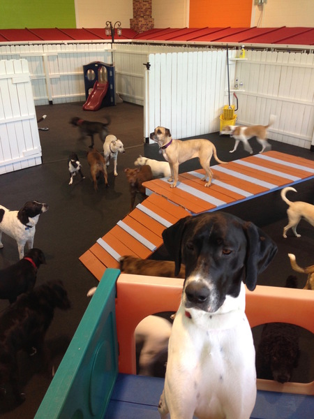 Healthy Hound Playground