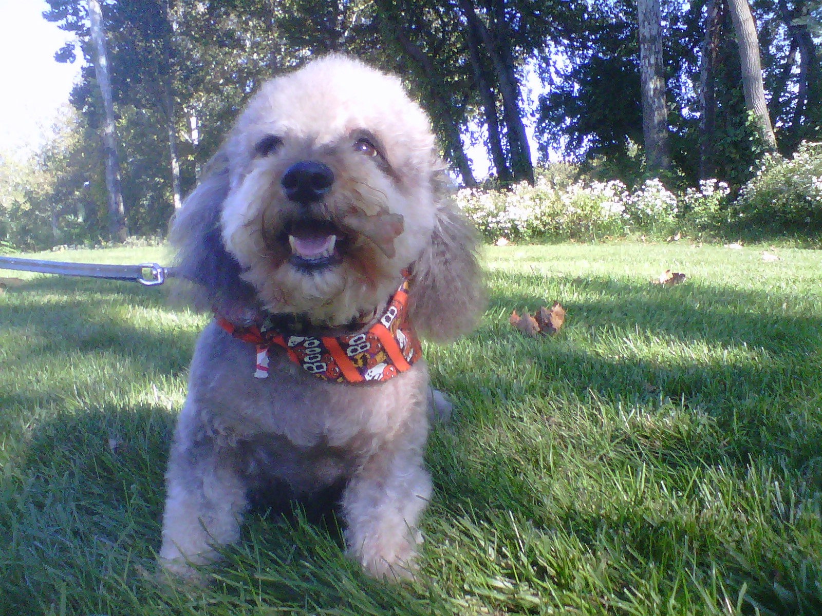 Pampered Preppie Pooches's Photo