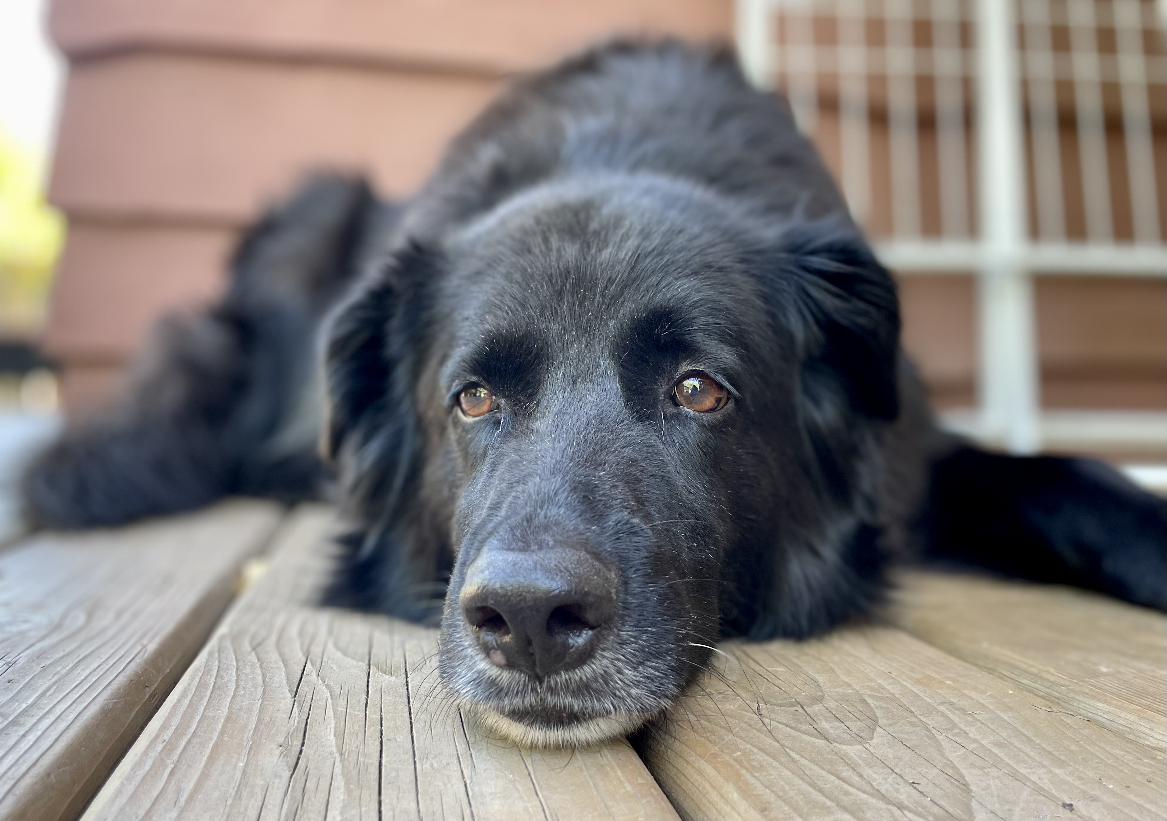 Whisker Watchers By Angela's Photo