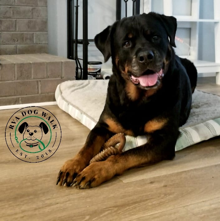RVA Dog Walk's Photo