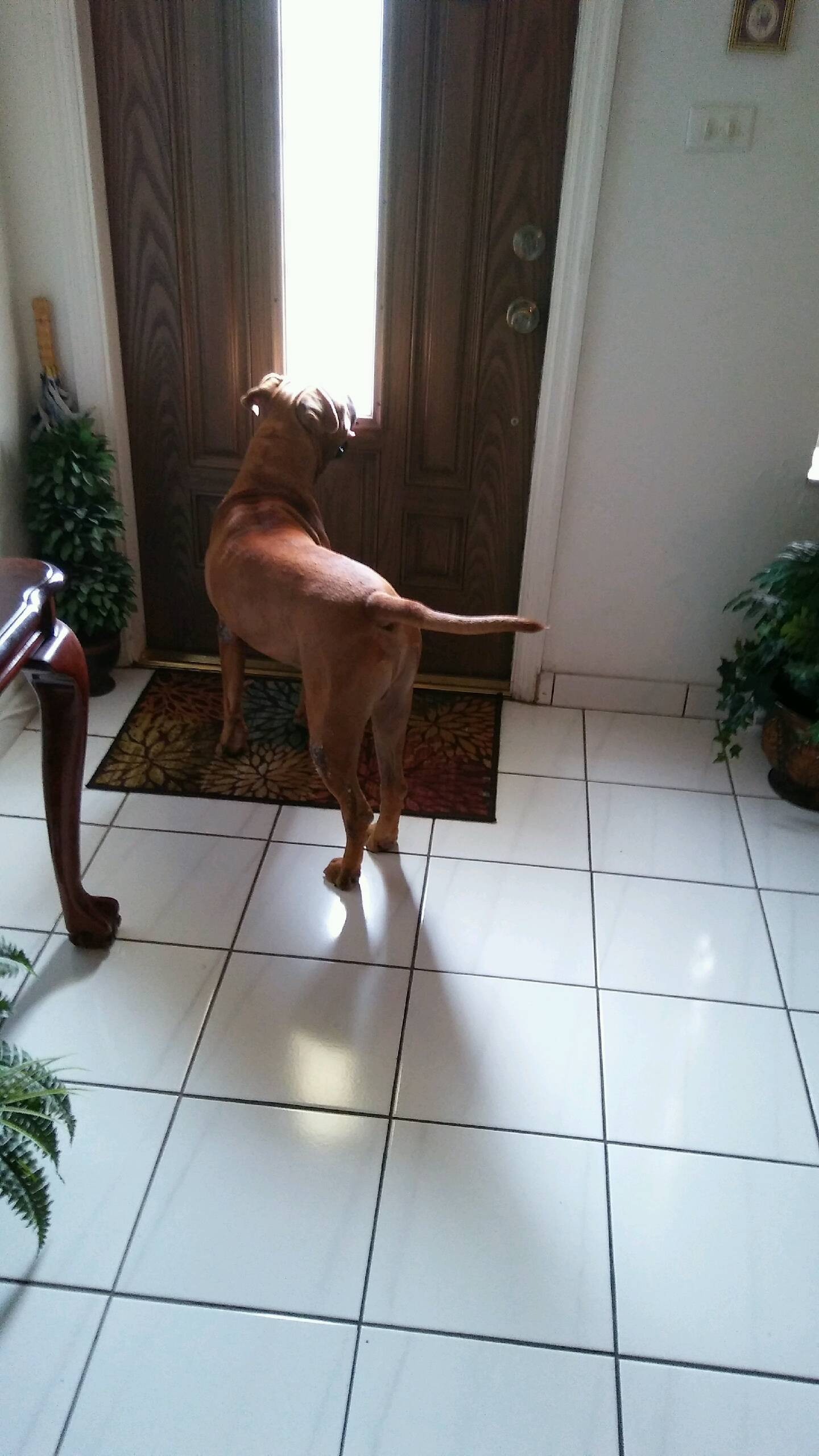 Loving Care Pet Sitting Services's Photo