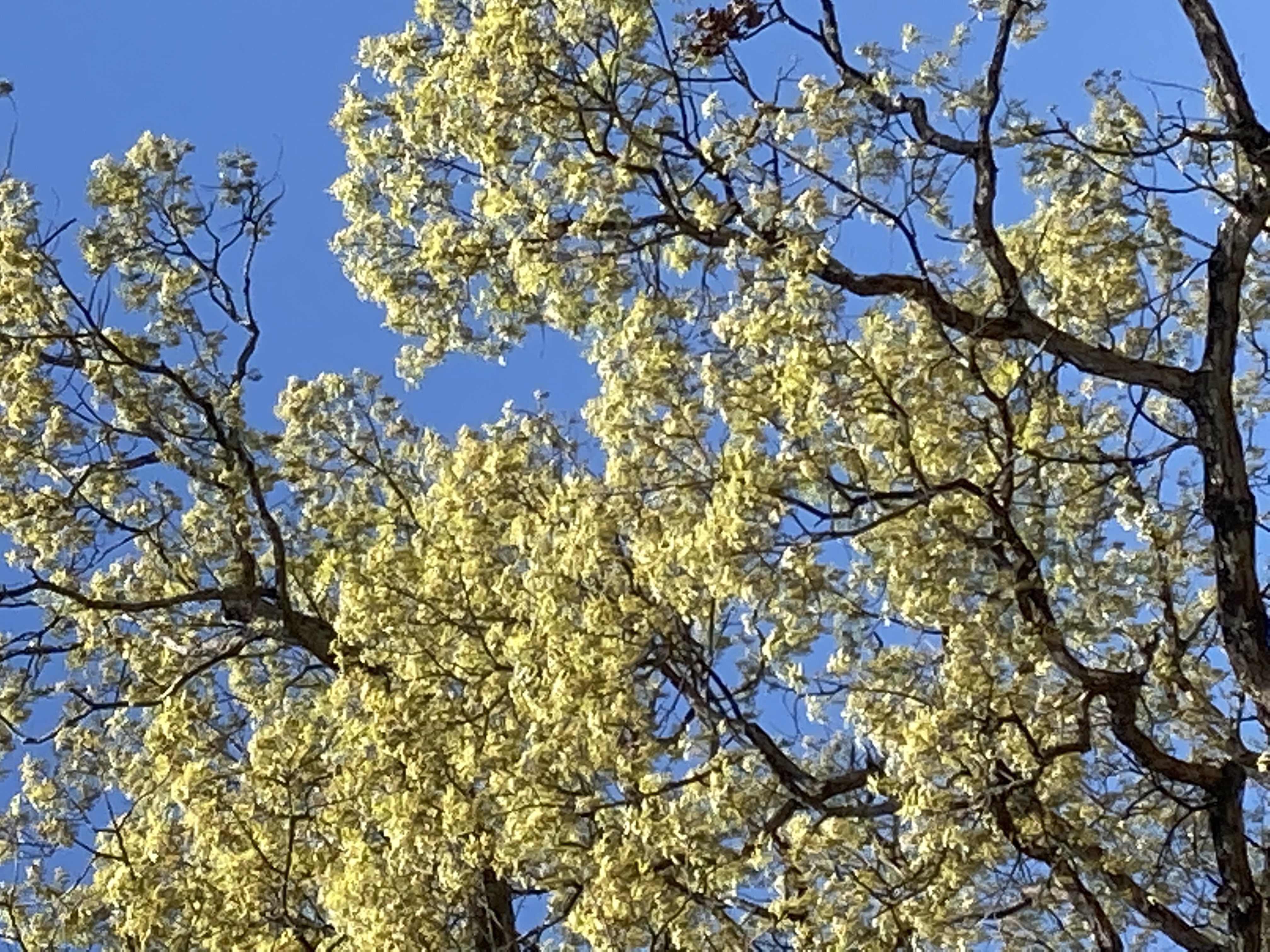 Honeybee's Learn at your pace Mindset's Photo