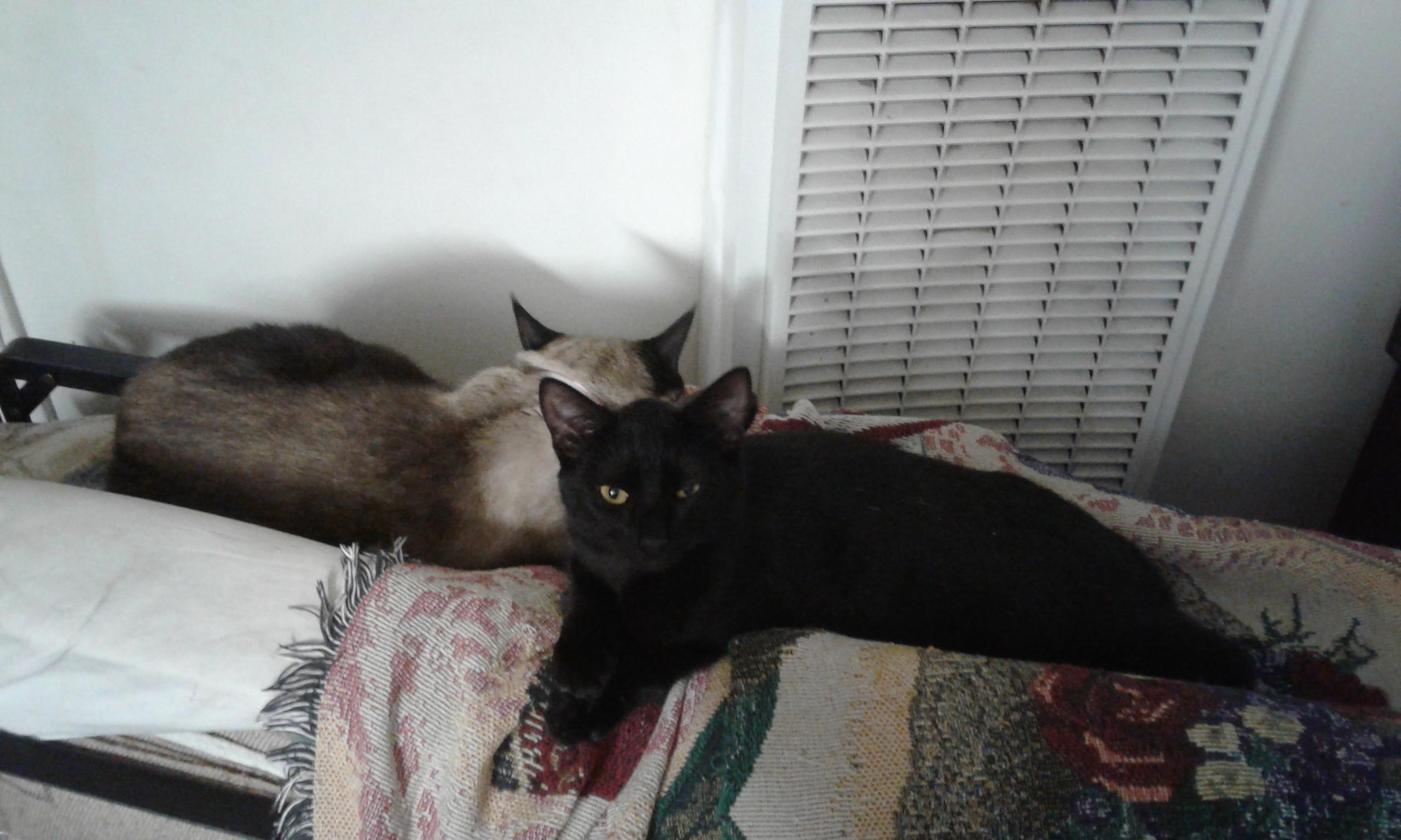 Matt The Cat Guy's Pet Related Care, Supplies, And Detective Services's Photo