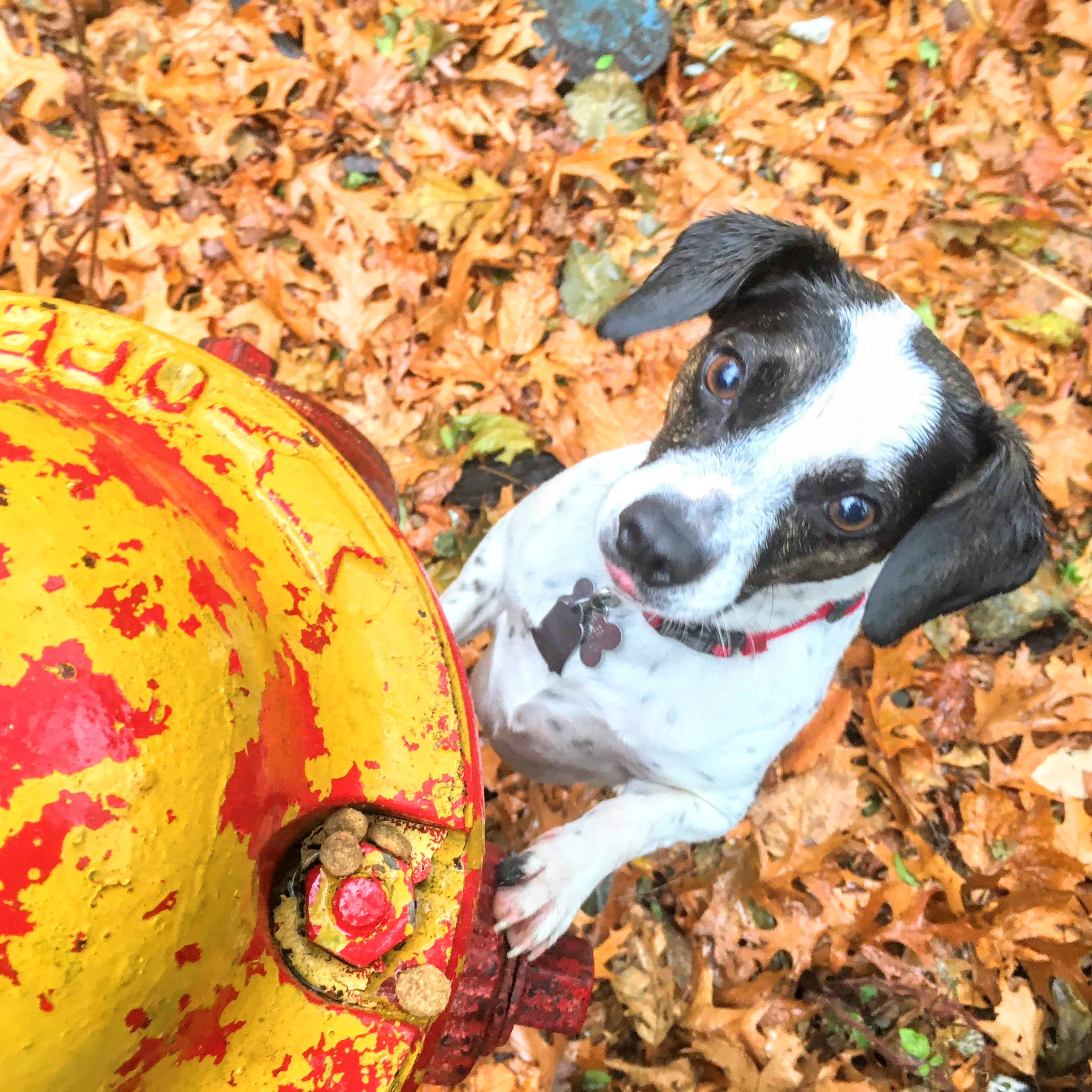 DOGS N MOTION's Photo