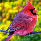 Cardinal Rule Homecare