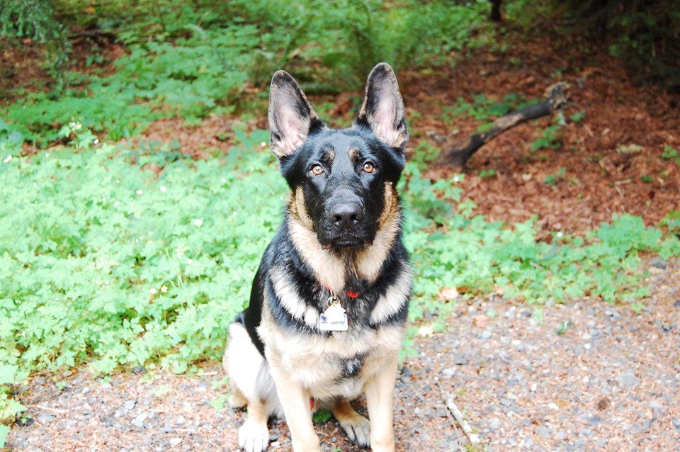 Lux Pet Sitter's Photo