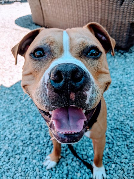Playful Pibble Paws's Photo