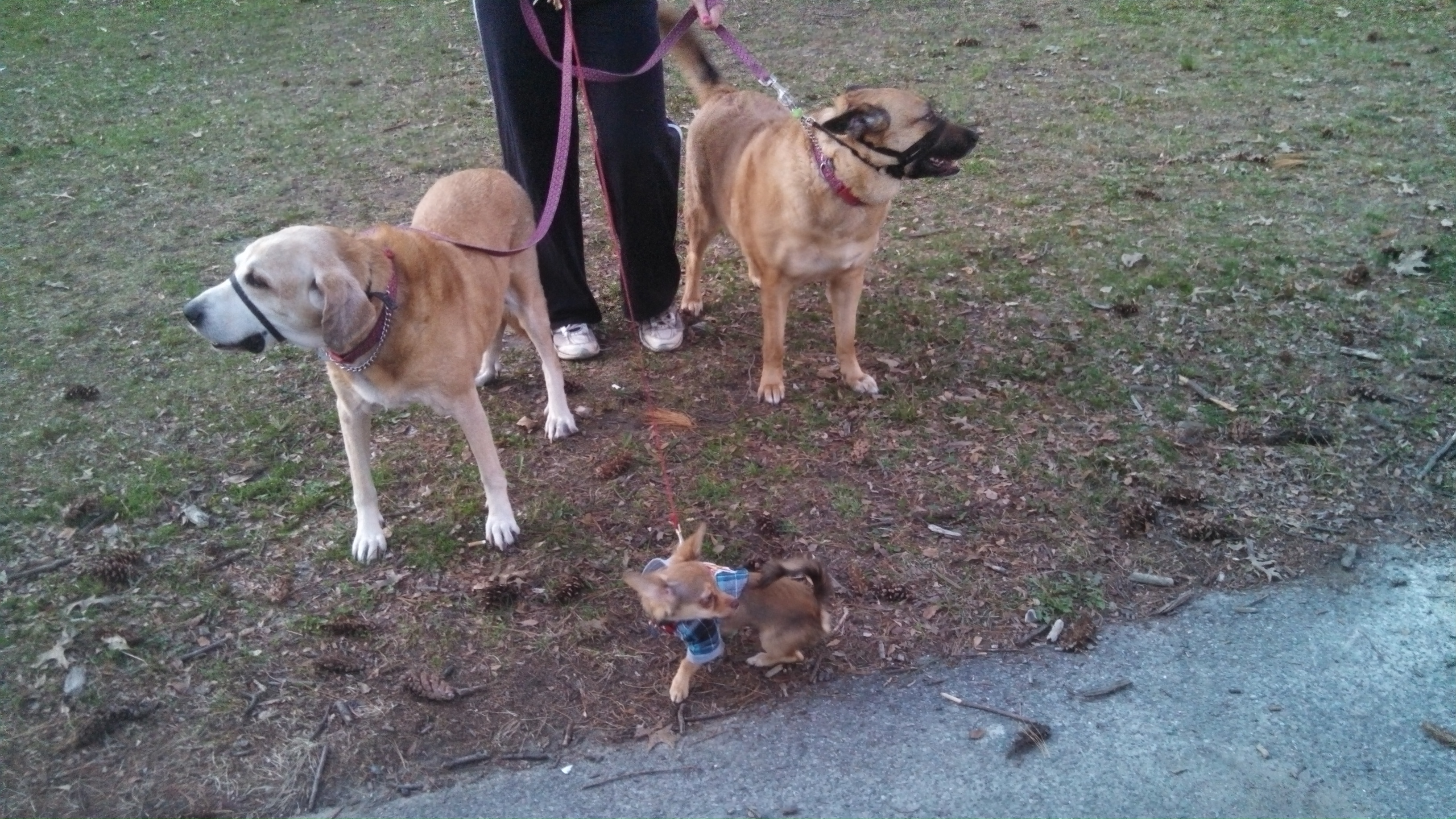 Penelope's Pet Stop's Photo