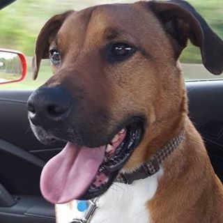 Finley's Upper Cut Mobile Grooming's Photo