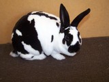 Pinky's Bunny Boarding