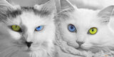 Purr Pals