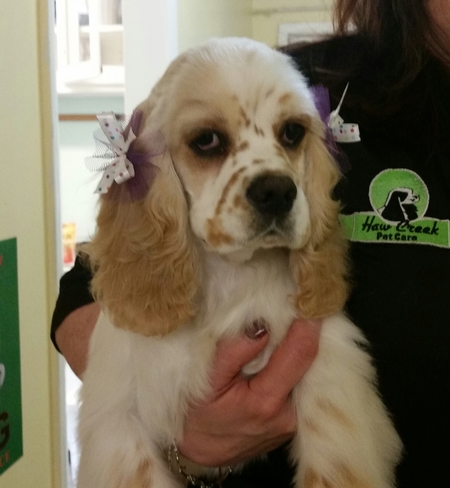 Haw Creek Pet Care Grooming Service