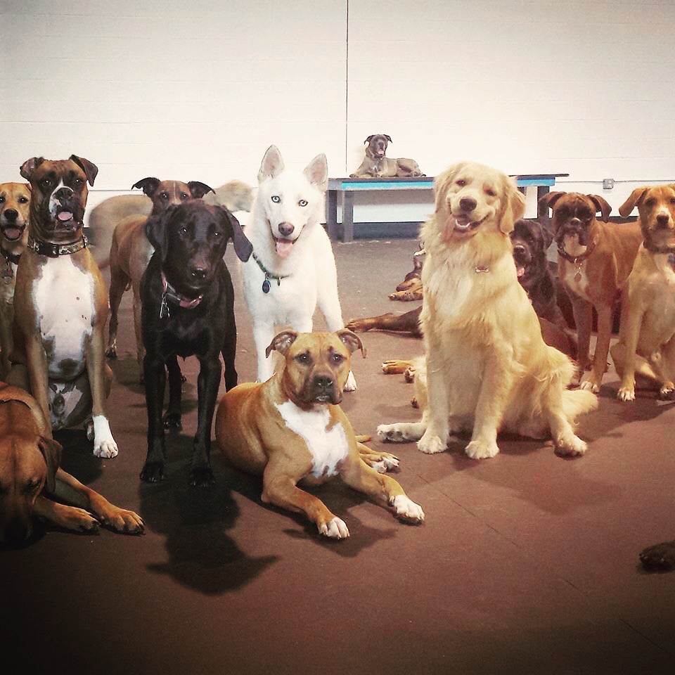 Healthy Hound Playground's Photo