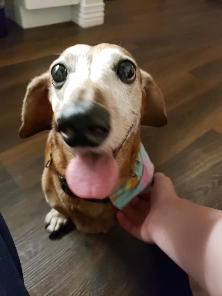 Scally Wags Pet Care's Photo