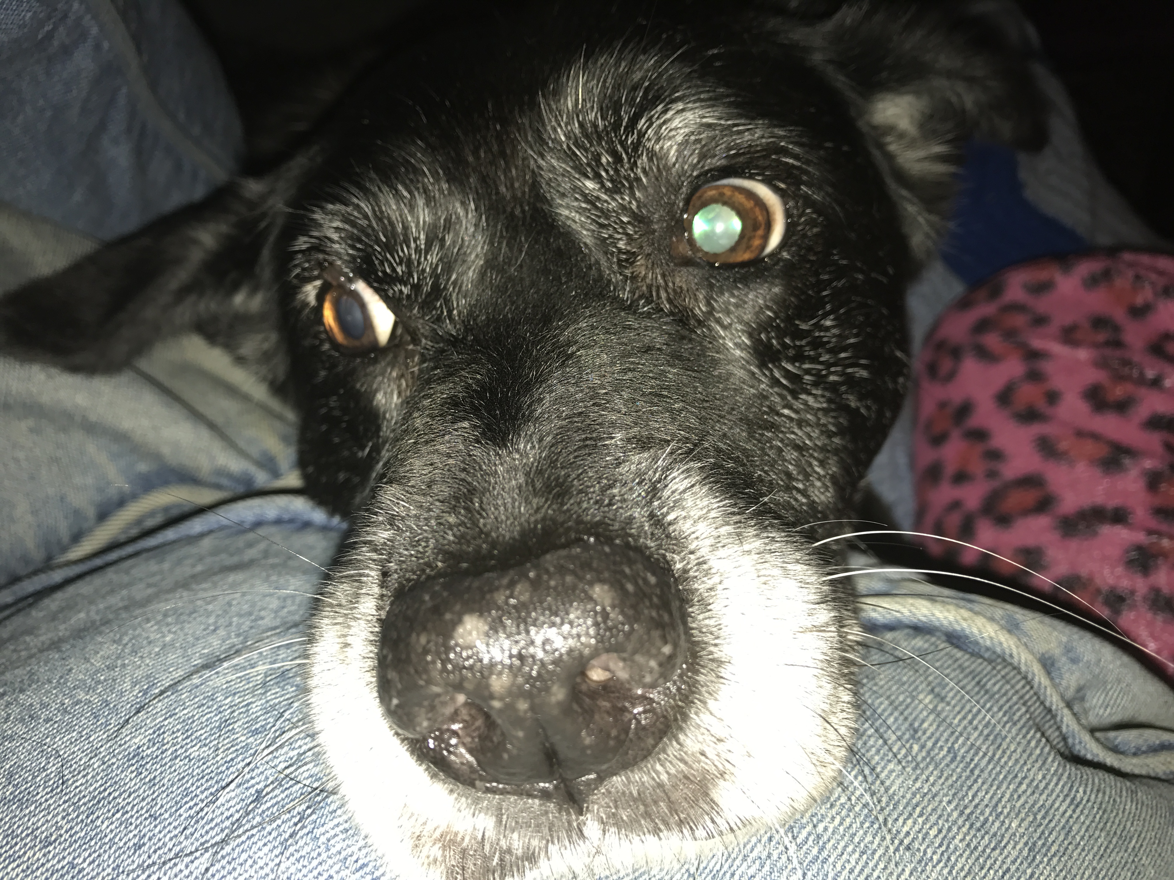 Stacey's Critter Sitting's Photo