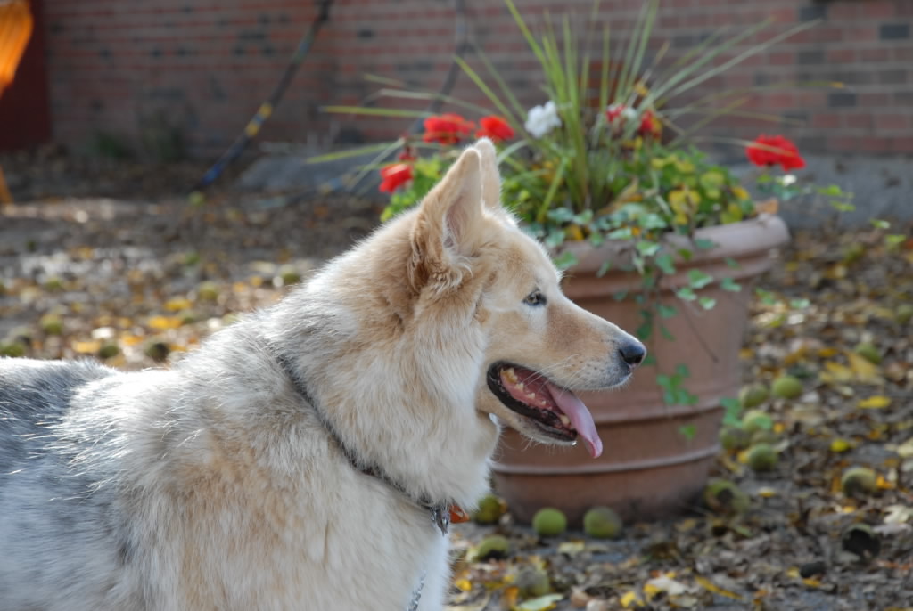 MY BEST FRIEND ~ PET CARE's Photo