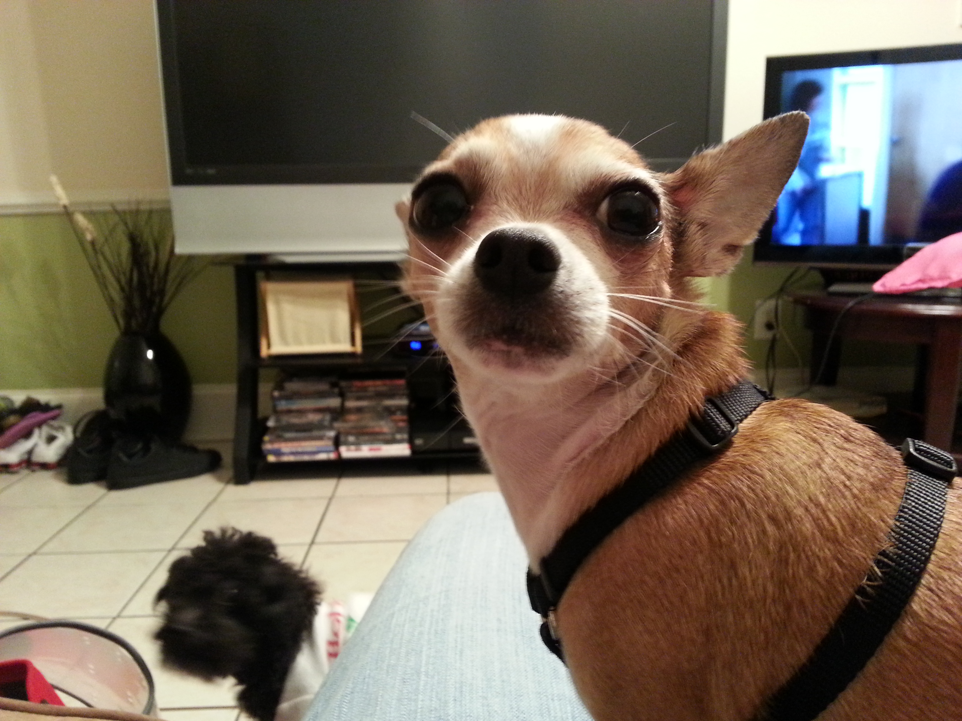 Tech Sitters Pet Sitting and Vet Tech Care's Photo