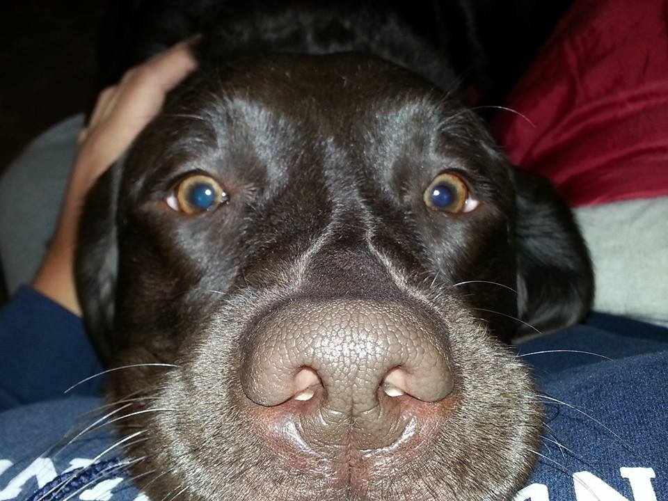 Furballs and Featherbabies's Photo