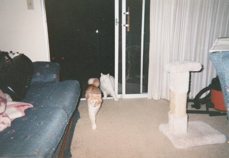 Matt The Cat Guy's Pet Related Care, Supplies, And Detective Services's Photo