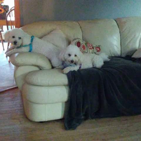 Sovereign Hill Stables's Photo