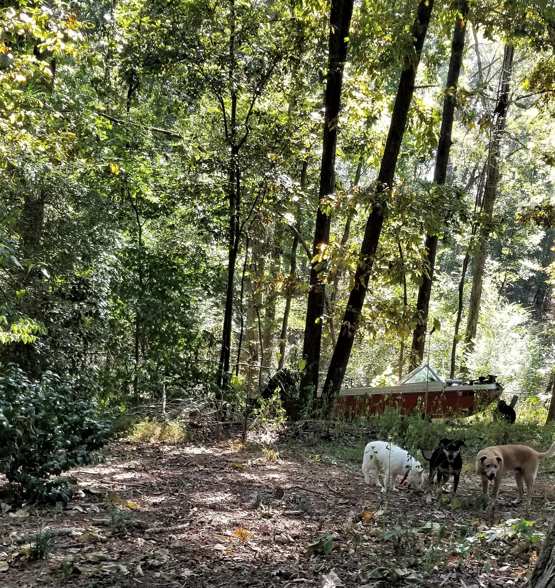 House of Paws Boarding's Photo