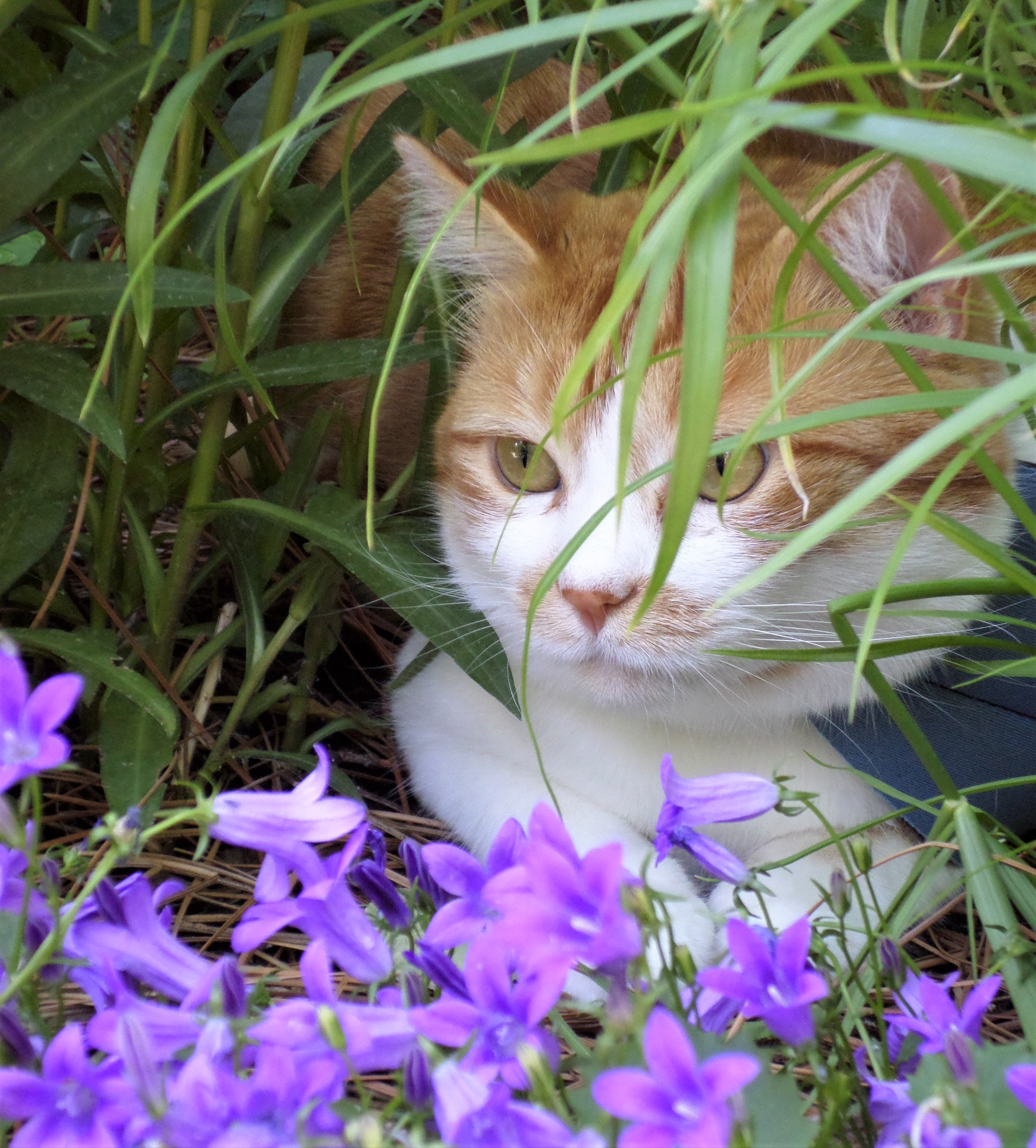 CatSitter Meridian's Photo